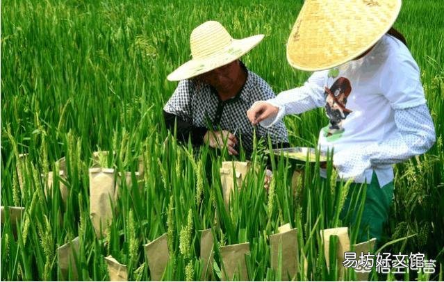 水稻长期留种种植后产量降低是怎么回事?