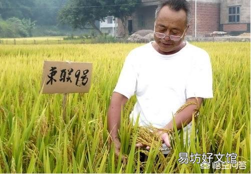 水稻长期留种种植后产量降低是怎么回事?