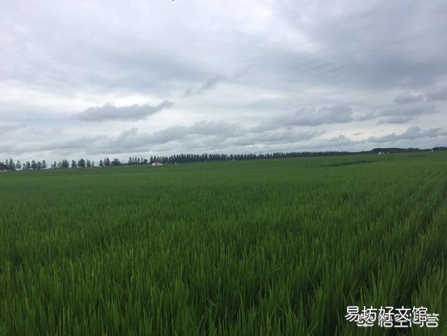 又是一年春耕时,作为黑龙江的农业生产者,你今年想种点什么?