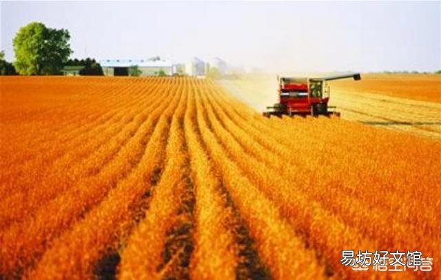 为什么这些年种黄豆的农民不太多?