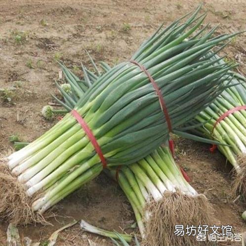 人类尿可以给大葱施肥吗?为什么?