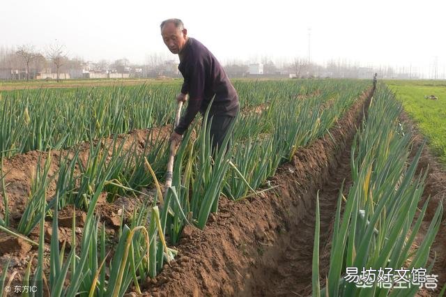 人类尿可以给大葱施肥吗?为什么?