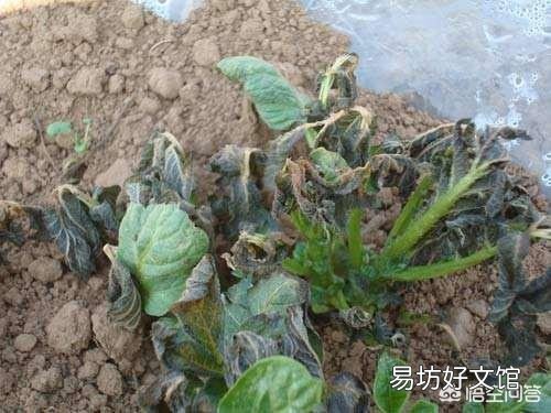 冬季蔬菜低温冷害、冻害的症状是什么？补救措施都有什么呢？