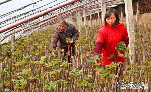 大棚种植的香椿芽菜烂根、倒苗怎么办?