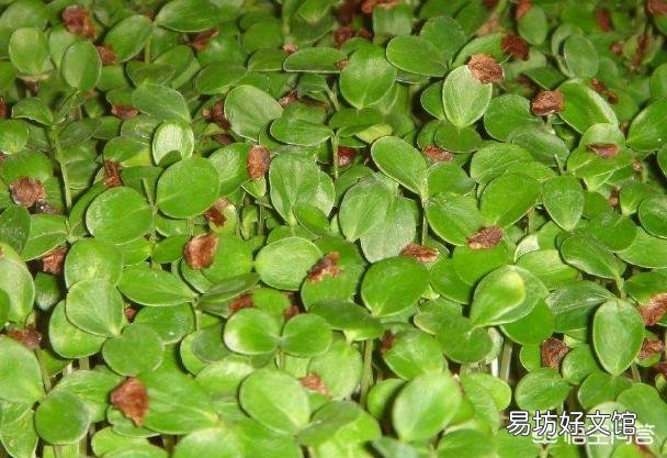 大棚种植的香椿芽菜烂根、倒苗怎么办?
