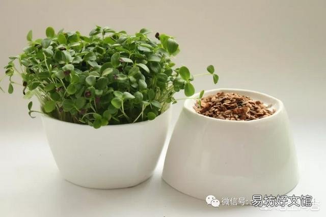 大棚种植的香椿芽菜烂根、倒苗怎么办?