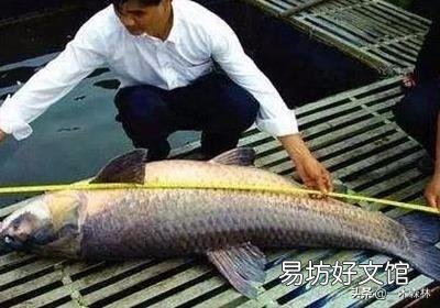 农村常见的“青鱼石”有哪些用途?取出青鱼石后怎么处理?