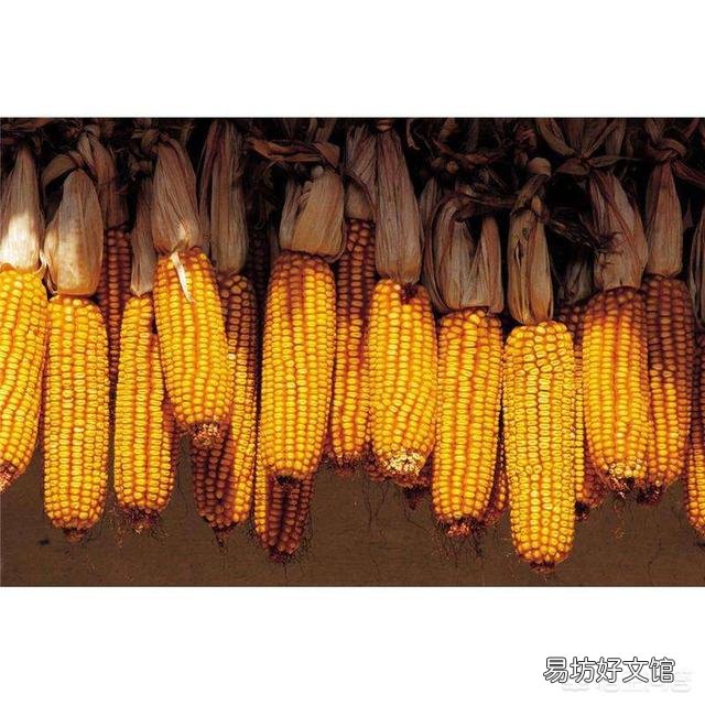 2019年种玉米有前景吗？