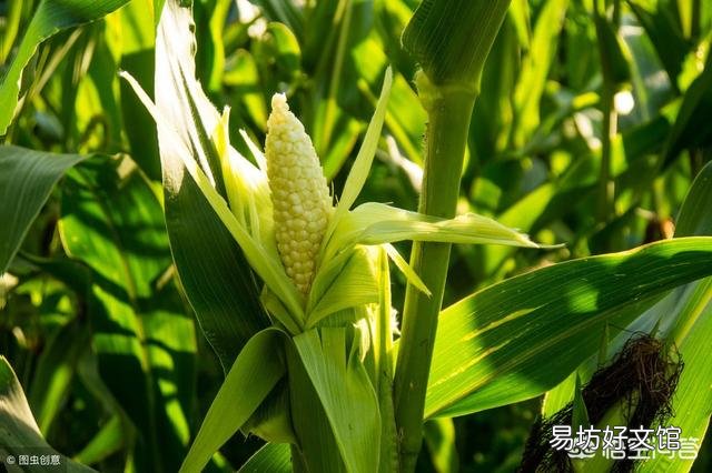2019年种玉米有前景吗？