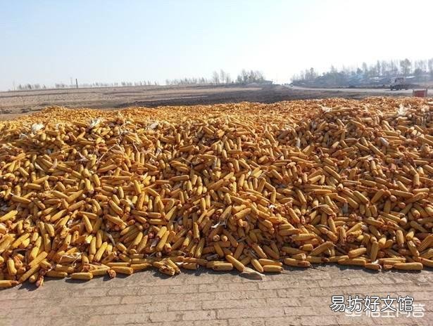 2019年种玉米有前景吗？