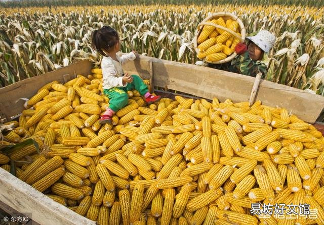 2019年种玉米有前景吗？