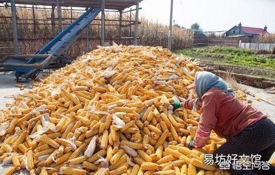 2019年种玉米有前景吗？