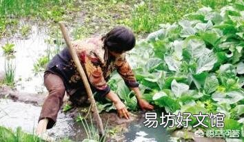 菜地是早上浇水好还是晚上浇水好?