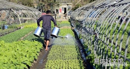 菜地是早上浇水好还是晚上浇水好?