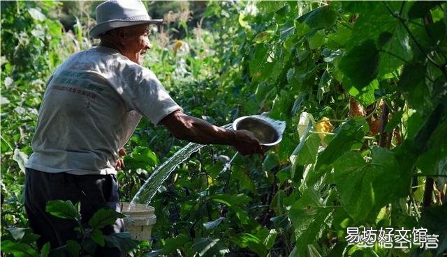 菜地是早上浇水好还是晚上浇水好?
