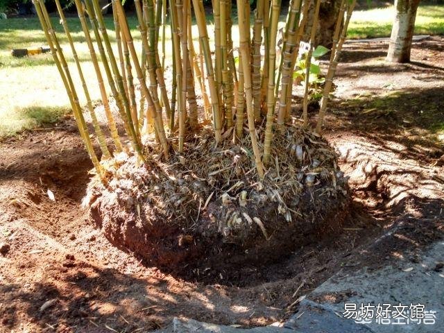 竹子根系生长过快破坏农田,如何灭掉竹子根?