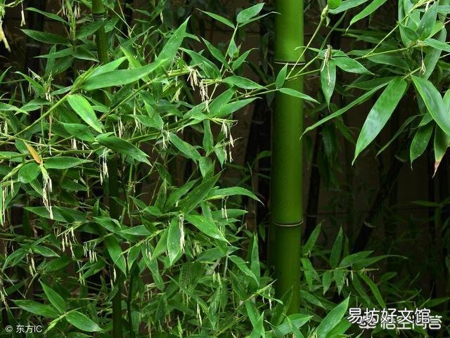 竹子根系生长过快破坏农田,如何灭掉竹子根?