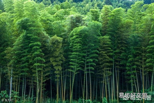 竹子根系生长过快破坏农田,如何灭掉竹子根?