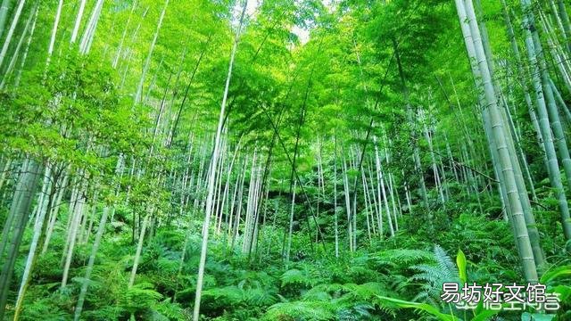 竹子根系生长过快破坏农田,如何灭掉竹子根?