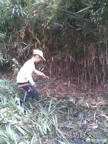 竹子根系生长过快破坏农田,如何灭掉竹子根?