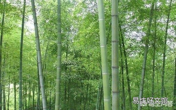 如何在山上找到冬笋?