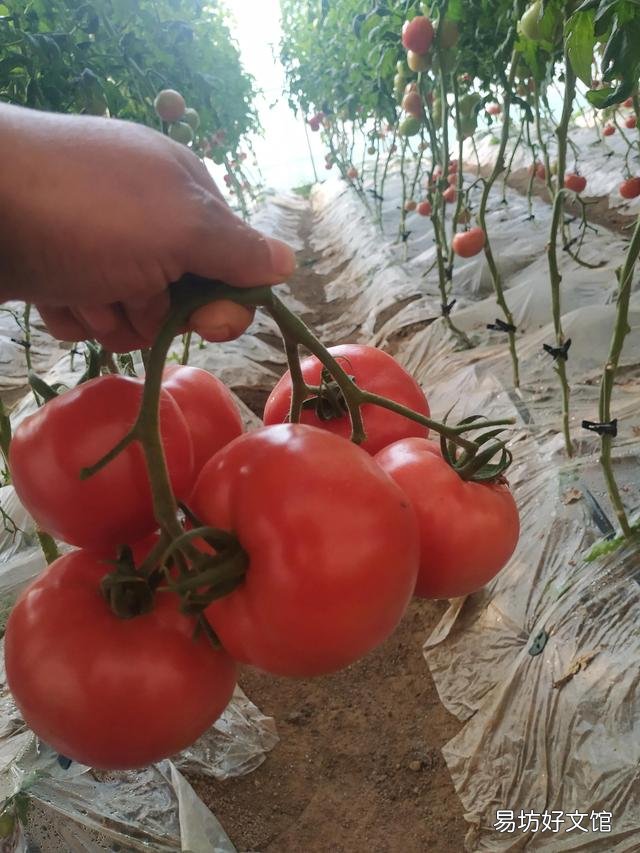 硫酸钾与硝酸钾肥料在补充钾元素方面有着什么样的区别？