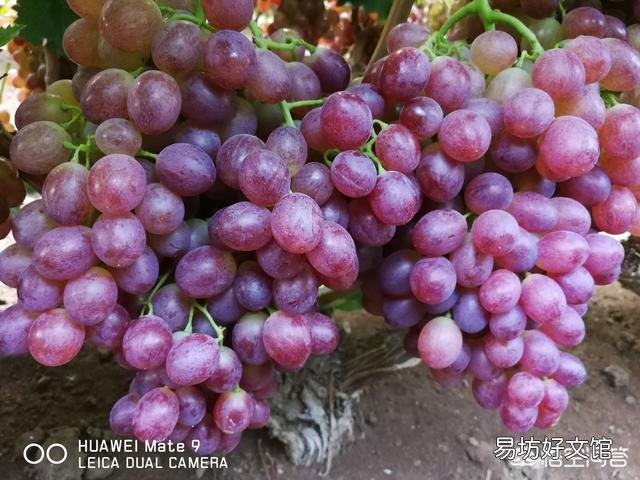 硫酸钾与硝酸钾肥料在补充钾元素方面有着什么样的区别？