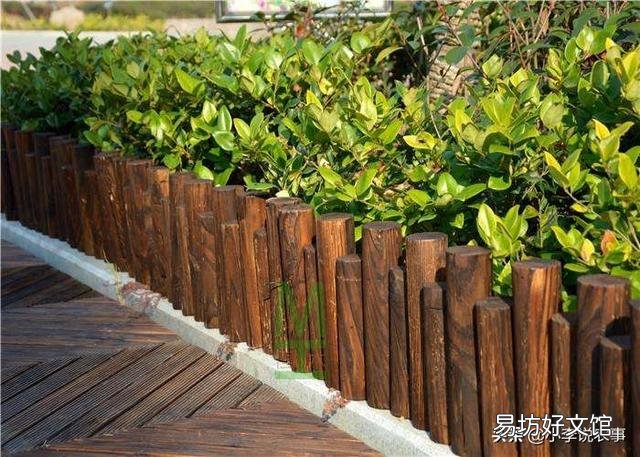 什么植物做篱笆好,并且长得快?