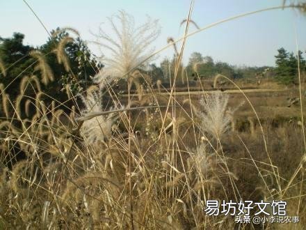 什么植物做篱笆好,并且长得快?