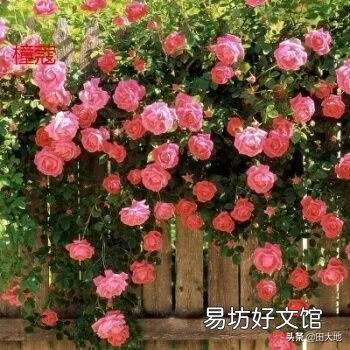 什么植物做篱笆好,并且长得快?