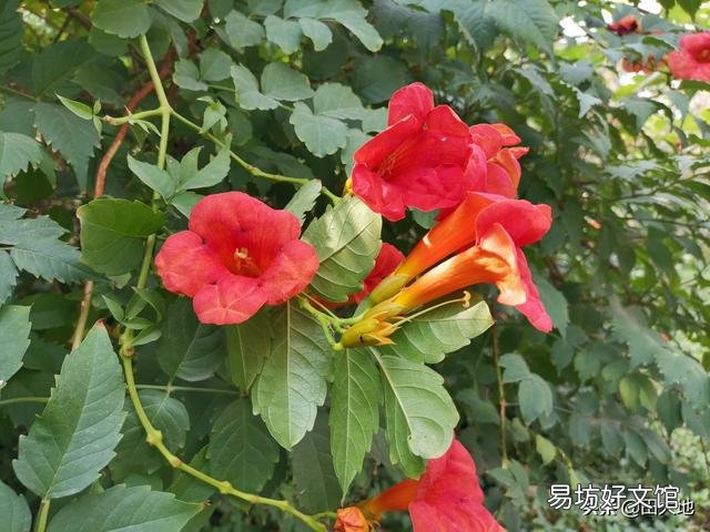 什么植物做篱笆好,并且长得快?