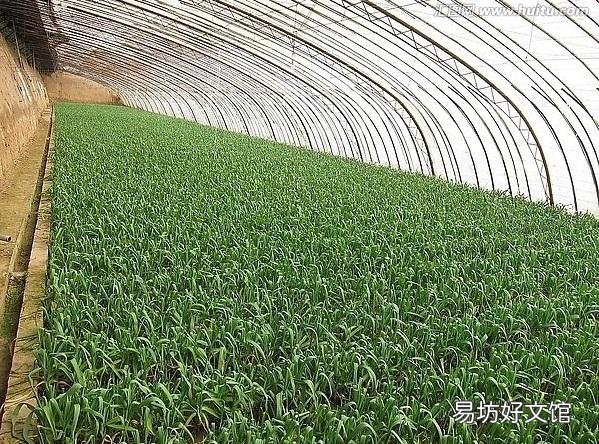 冬天大蒜该怎么浇水?