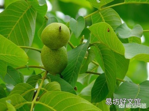 听说核桃树不结果要放胶,具体怎么放?