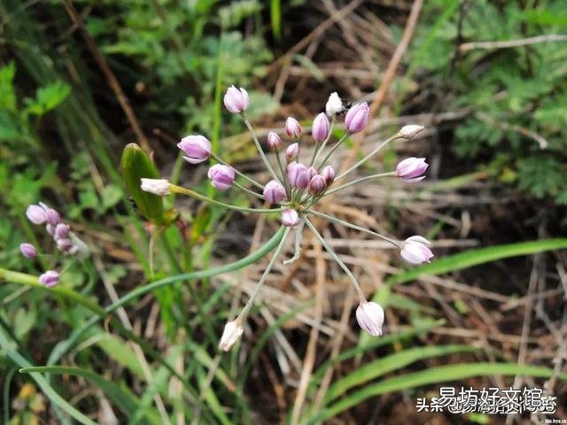 农村常见的山韭菜有什么作用?