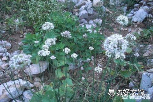 农村常见的山韭菜有什么作用?