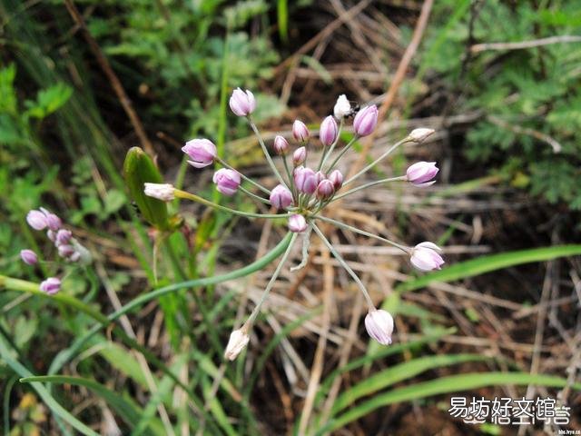 农村常见的山韭菜有什么作用?