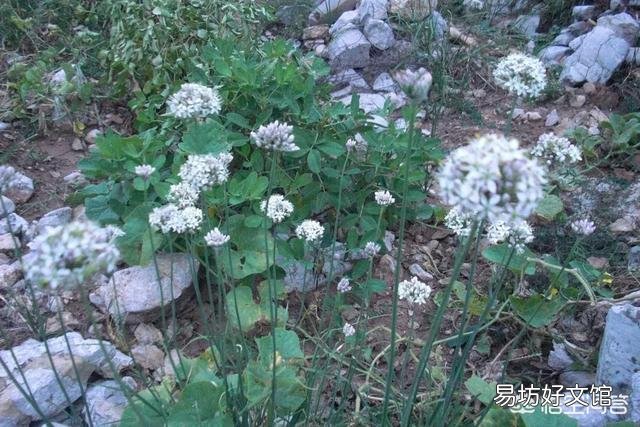 农村常见的山韭菜有什么作用?