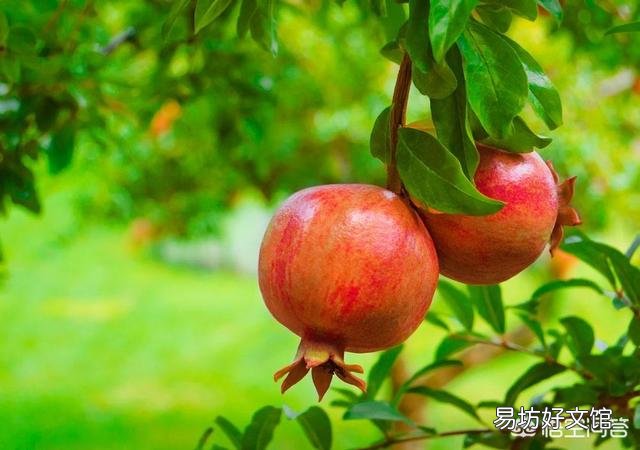 石榴树什么时候嫁接比较好?