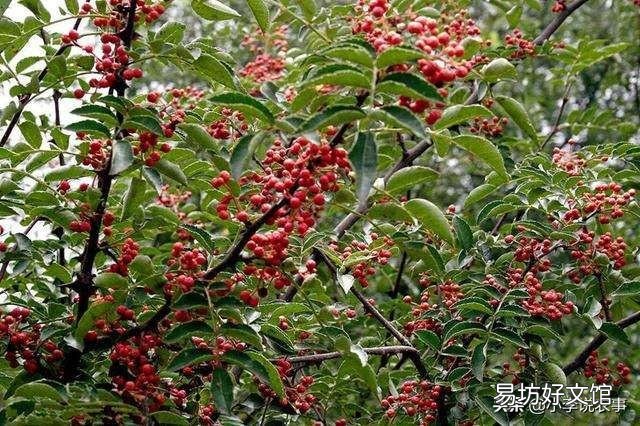 花椒种植用什么肥料合适？