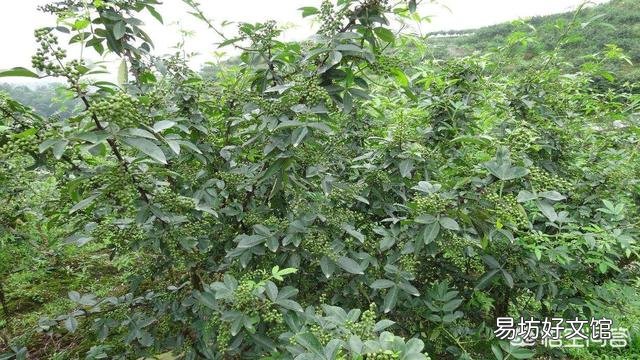花椒种植用什么肥料合适？