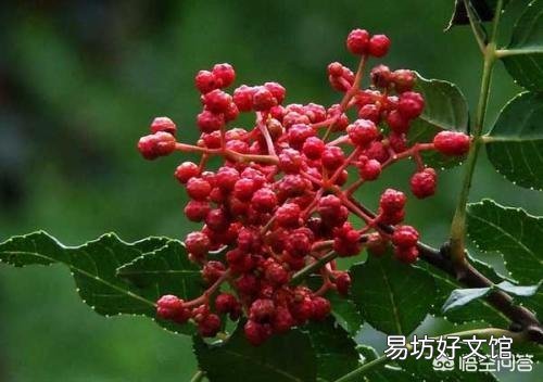 花椒种植用什么肥料合适？