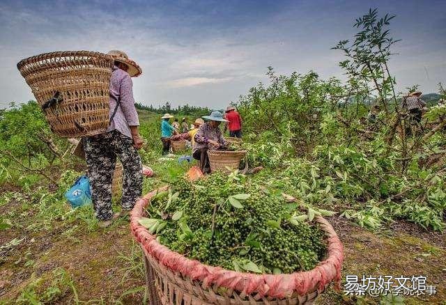 花椒种植用什么肥料合适？