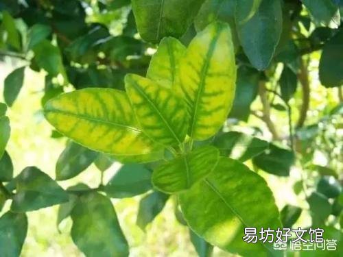 柑橘缺锌导致叶子发黄应该怎么办？有哪些好的解决方法？