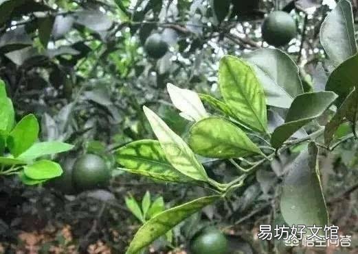 柑橘缺锌导致叶子发黄应该怎么办？有哪些好的解决方法？