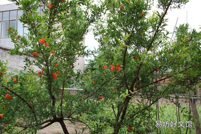 石榴树怎么修剪?