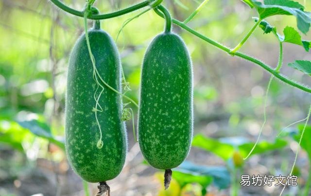 冬瓜皮上的那层白色物质是什么？有何作用？