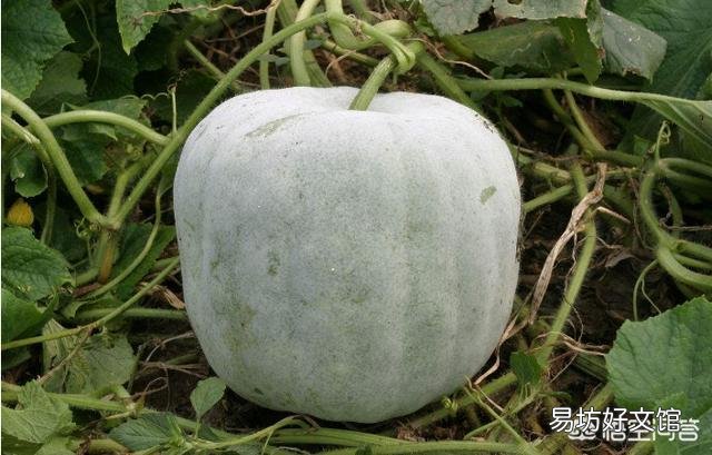冬瓜皮上的那层白色物质是什么？有何作用？