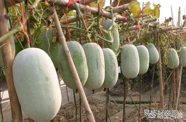 冬瓜皮上的那层白色物质是什么？有何作用？