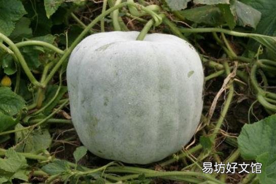 冬瓜皮上的那层白色物质是什么？有何作用？
