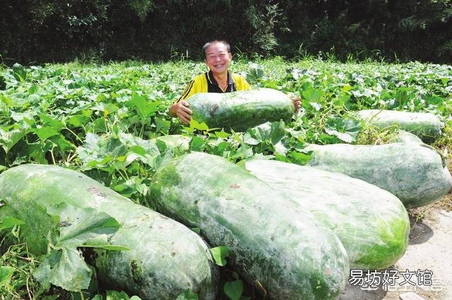 冬瓜皮上的那层白色物质是什么？有何作用？